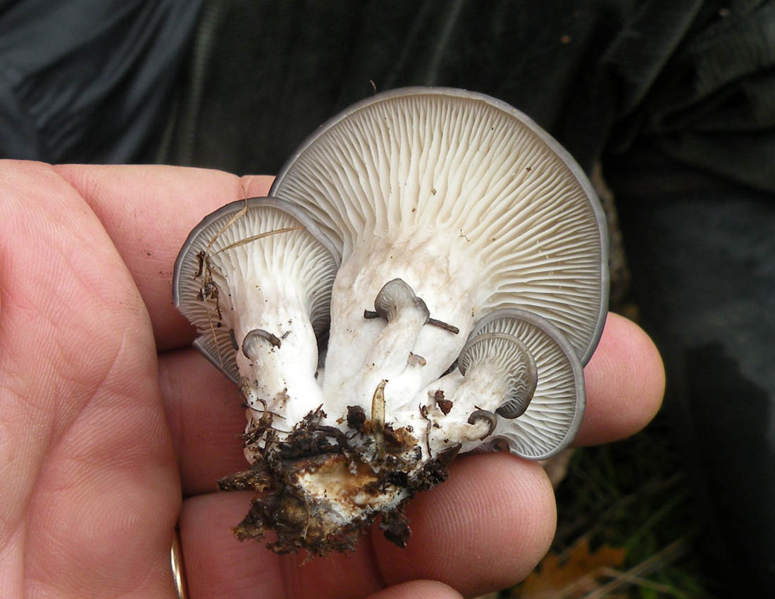 Nei boschi di Ulderico